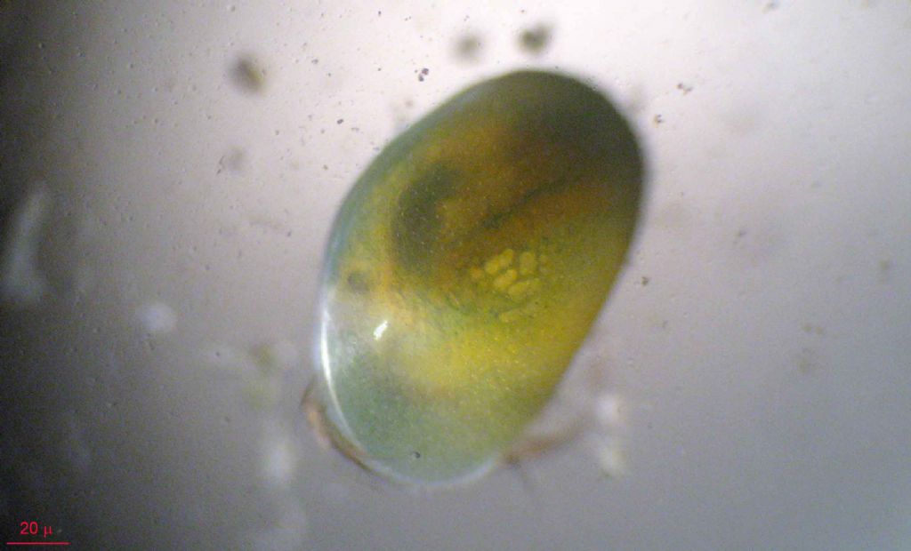 I colori degli ostracodi